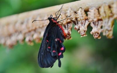 Die Magie der Metamorphose. Schmetterlinge als Symbol der Transformation